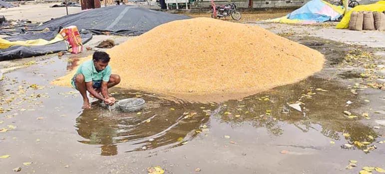 నీటమునిగిన ధాన్యం.. ఫార్మర్స్‌కు తీవ్ర నష్టం