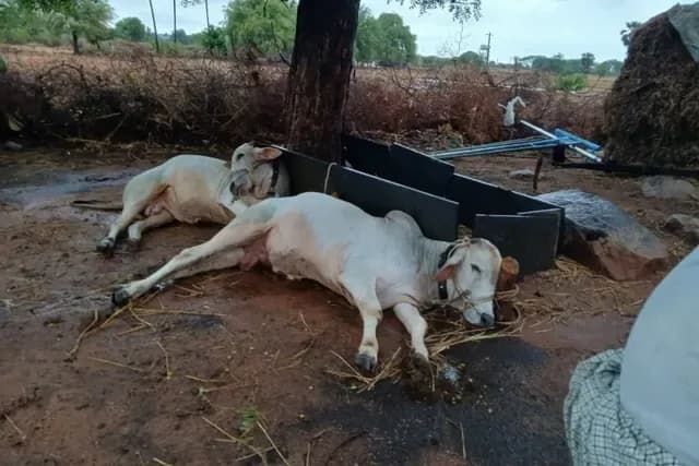 పిడుగుపాటుకు దూడలు మృతి
