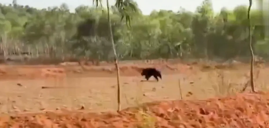  ఉపాధి పనుల వద్ద ఎలుగుబంటి హల్‌చల్ (Video)
