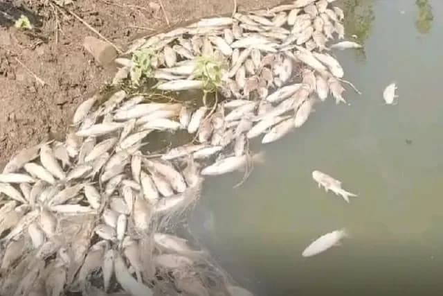చేపల చెరువులో విషప్రయోగం.. 4 లక్షల నష్టం 