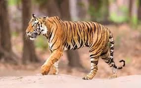 పులి సంచారం భయం భయం..  హైఅలెర్ట్