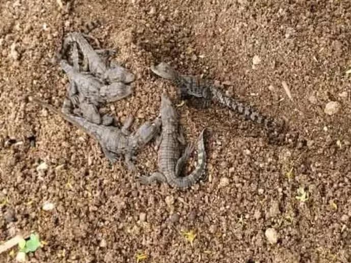 పంటపొలాల్లో మొసలి పిల్లలు కలకలం