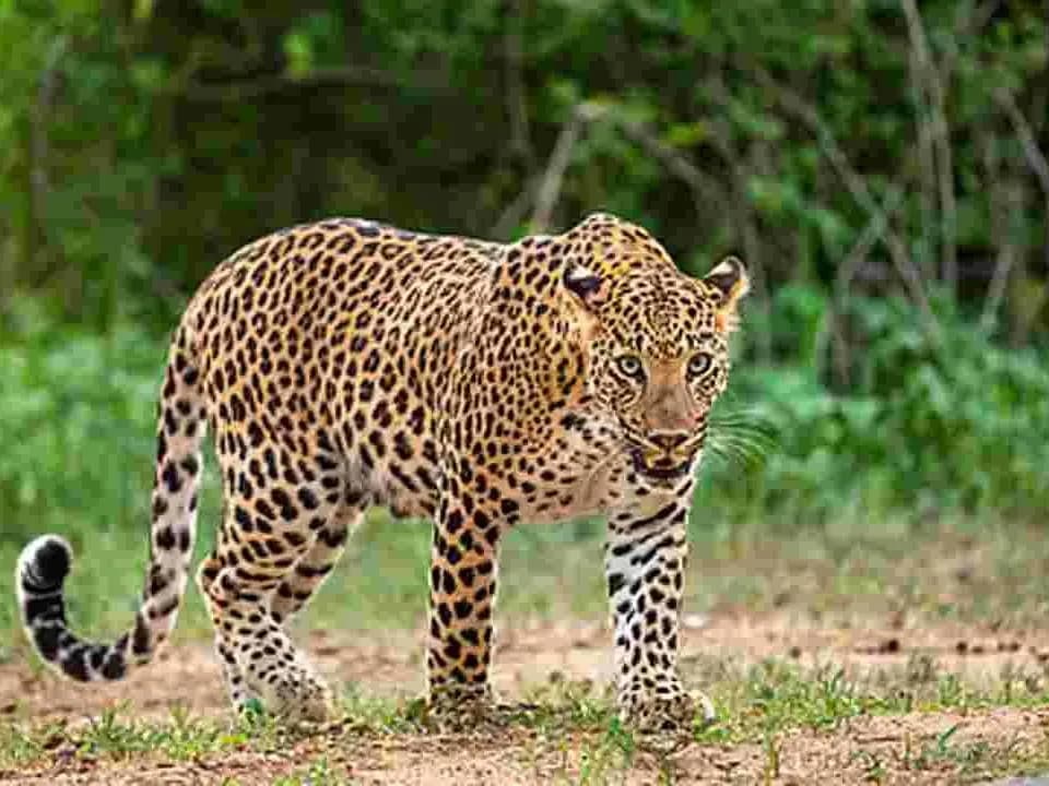 SV యూనివర్సిటీలో చిరుతపులి కలకలం