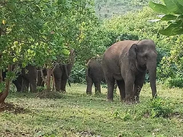 ఏనుగుల సంచారం .. రైతులకు తీవ్ర నష్టం