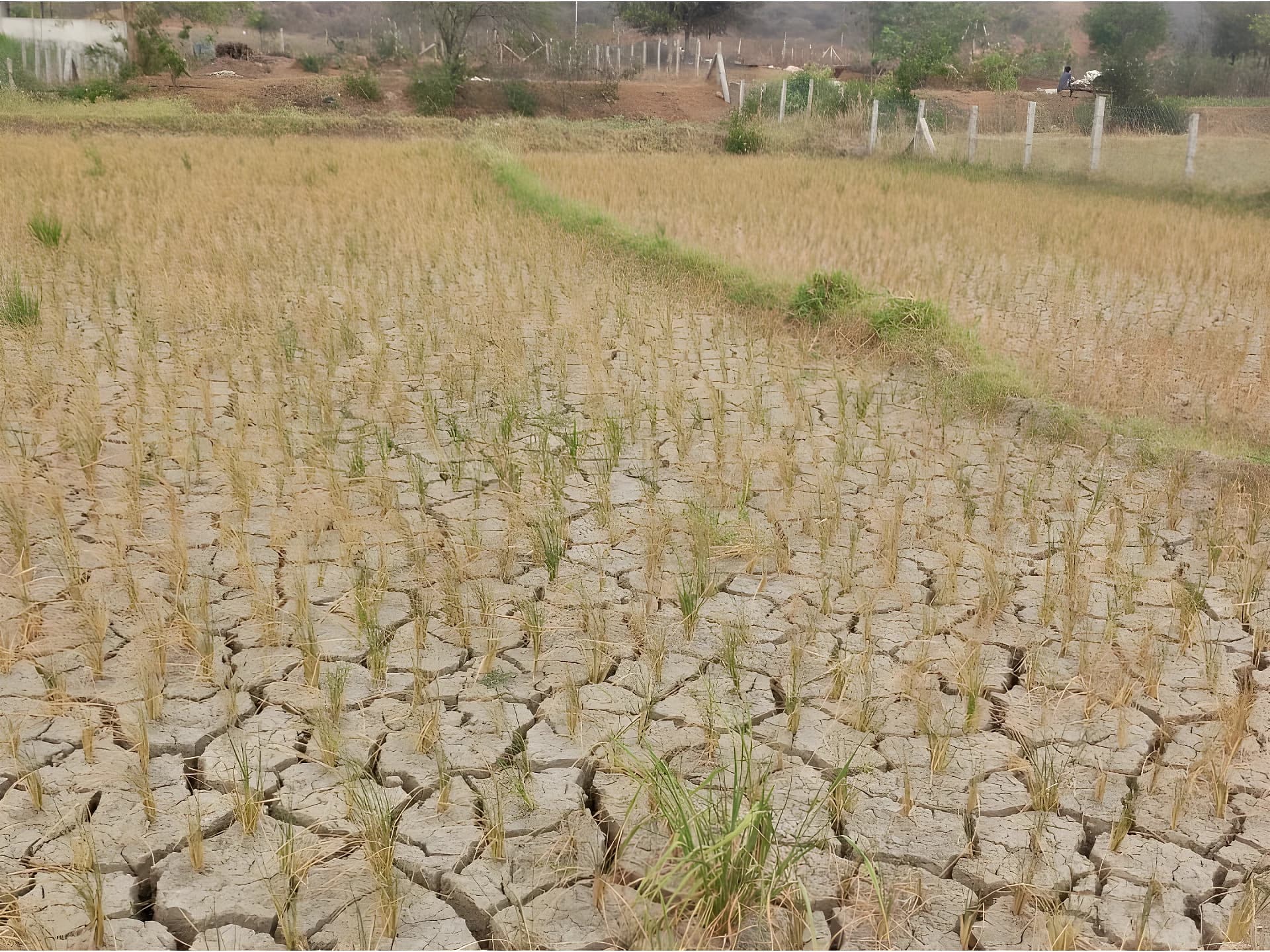 ఎల్‌నినో ఎఫెక్ట్.. ఎండిపోతున్న పంటలు