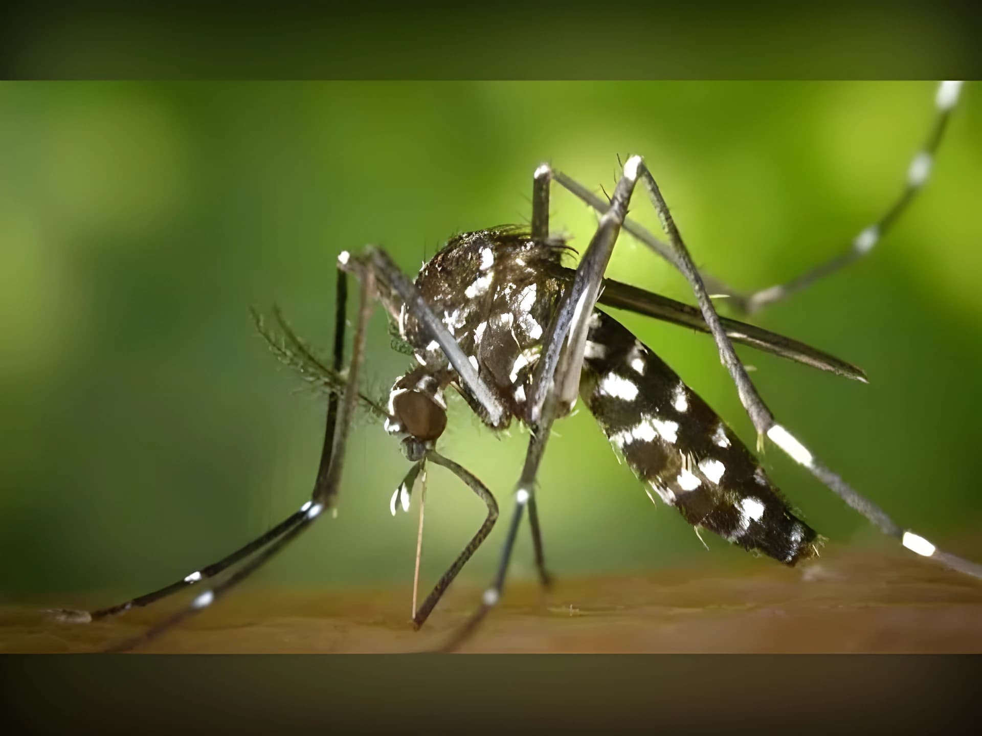 కలకలం రేపుతున్న డెంగీ కేసులు