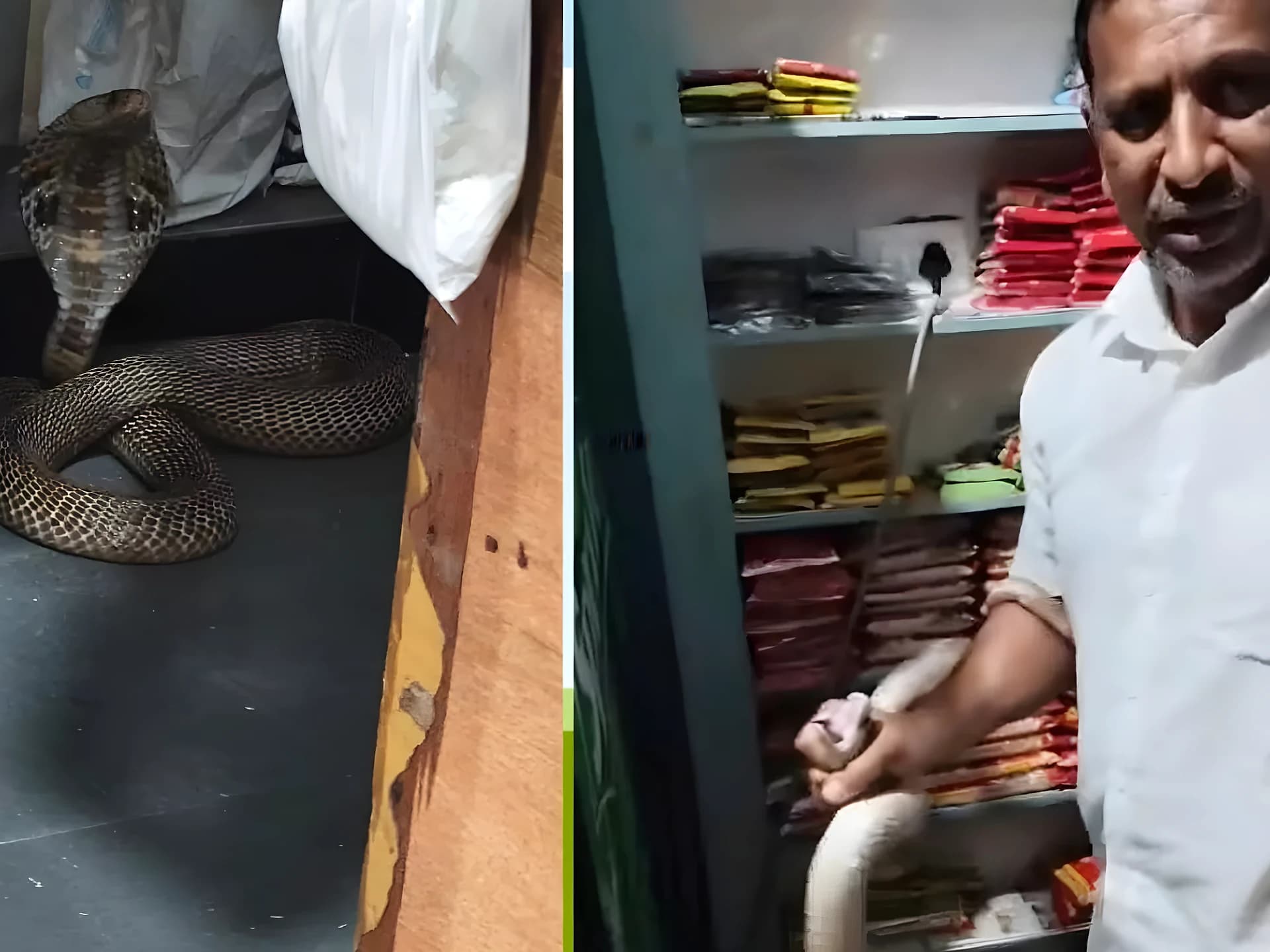 కిరాణా షాపులో నాగుపాము