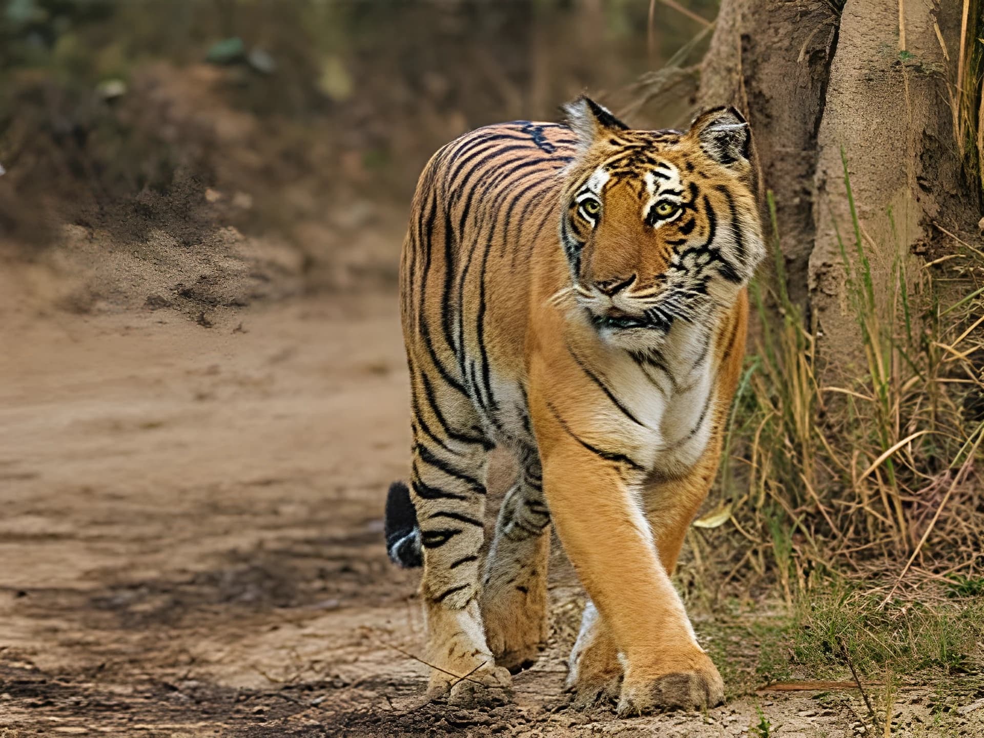 పులి దాడిలో మహిళ మృతి