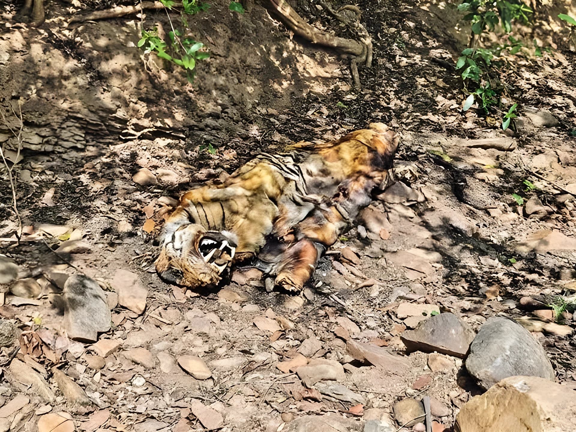 పెద్దపులి మృతి కేసులో బిగ్ ట్విస్ట్