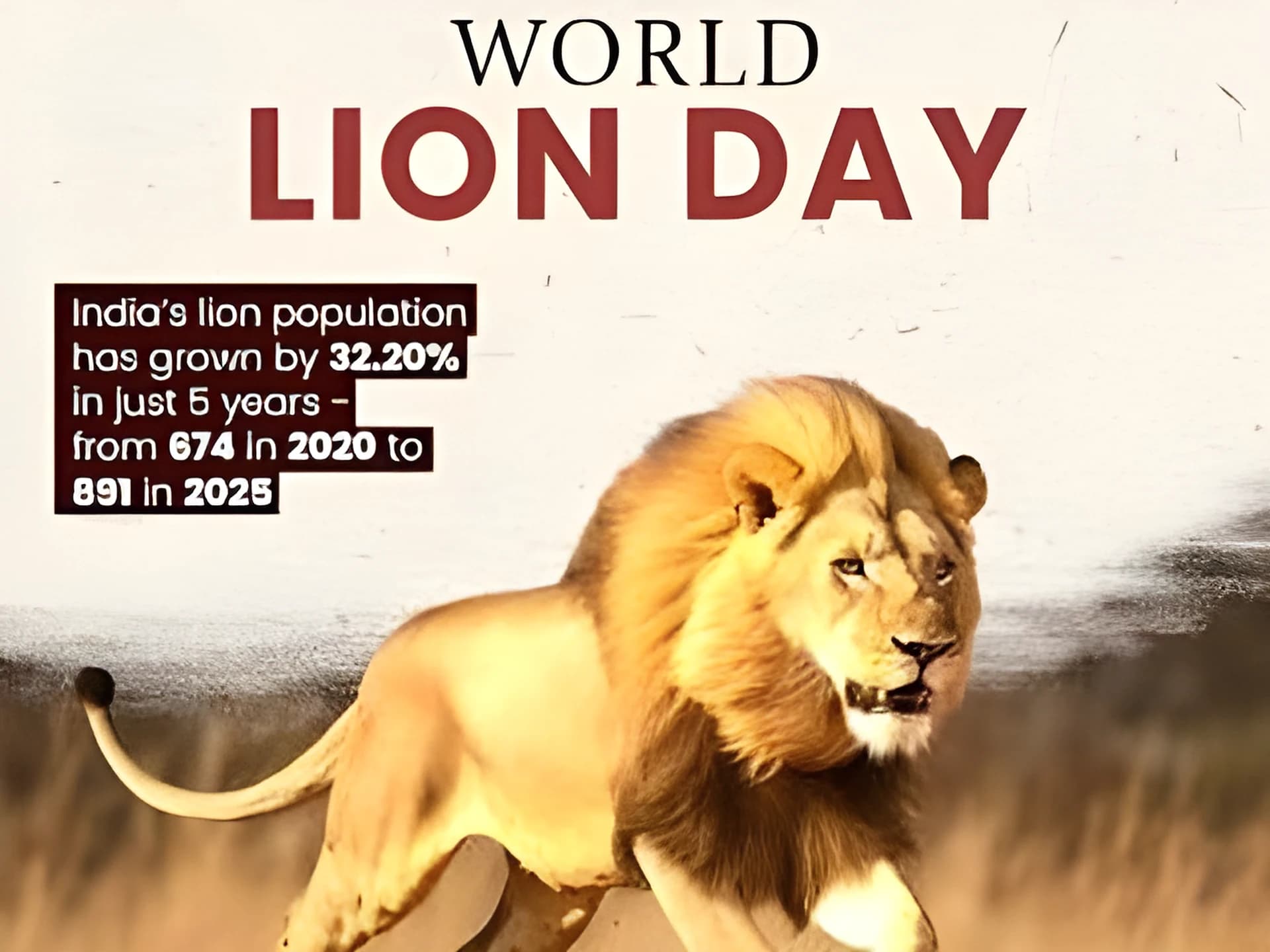 భారత్లో తగ్గేదేలే అంటున్న సింహాల సంఖ్య!🦁
