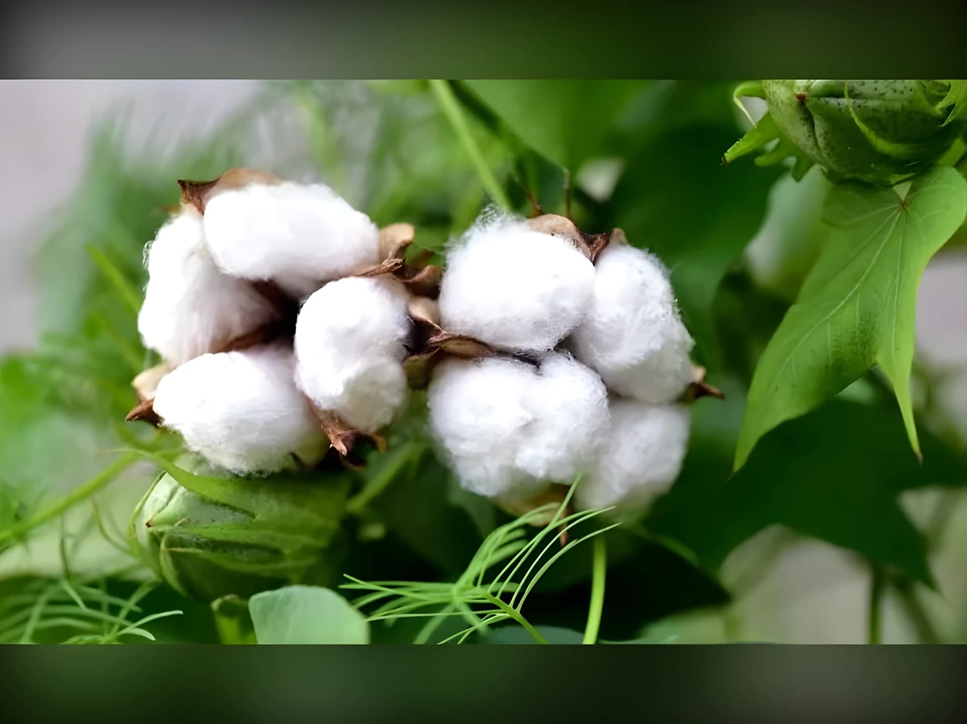రైతులకు గుడ్ న్యూస్ : ఈసారి పత్తి ధరలు