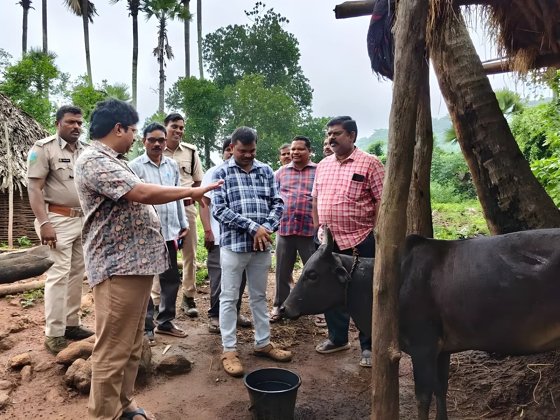 అవేల్తిలో పెద్దపులి సంచారం.. ఆవులపై దాడి