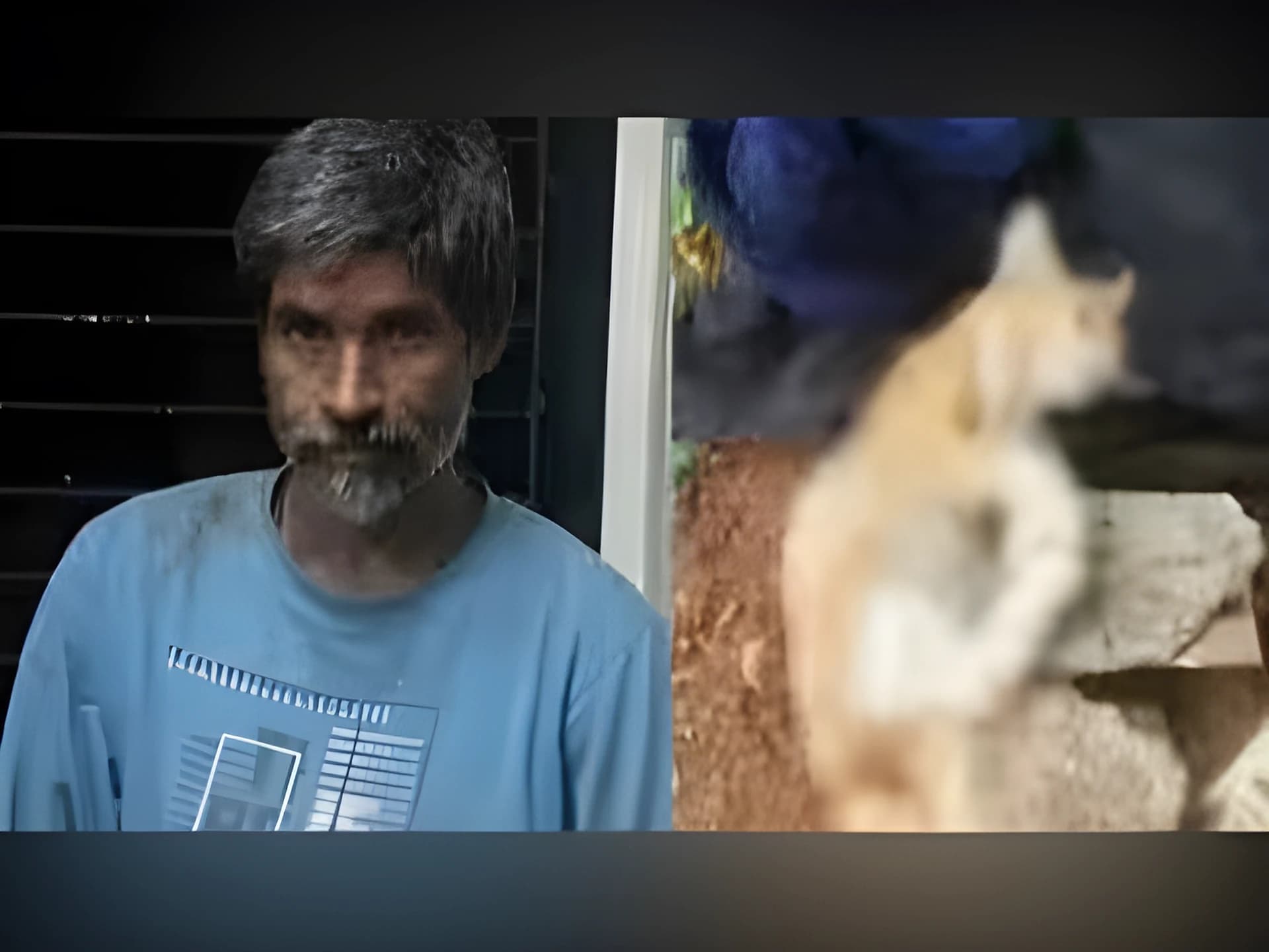 పిల్లుల్ని చంపిన వ్యక్తి అరెస్ట్