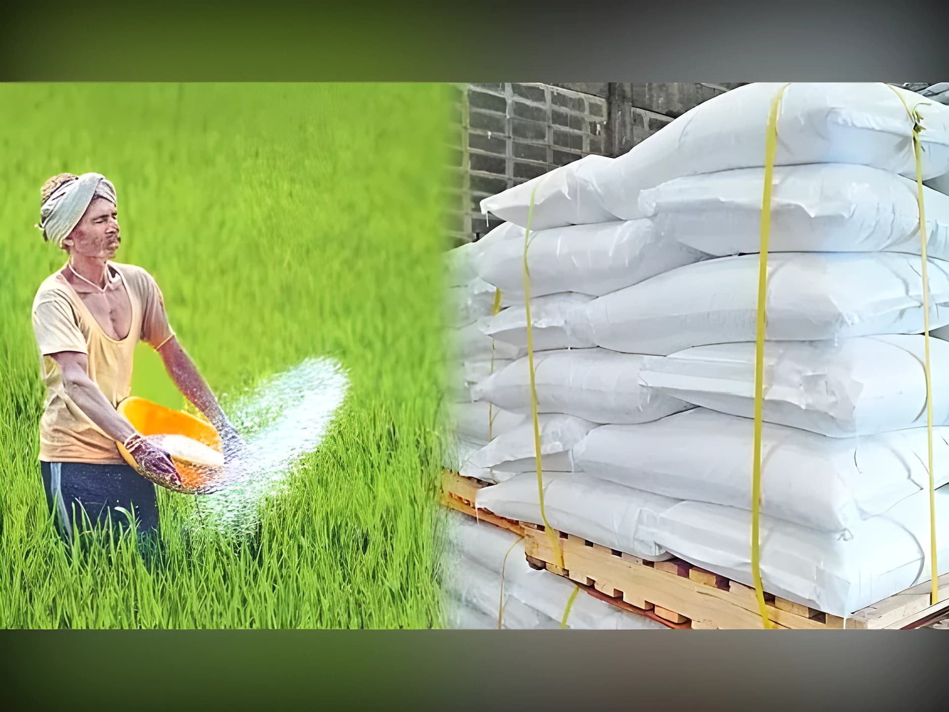 నేడు తల్లాడ సొసైటీలో యూరియా పంపిణీ