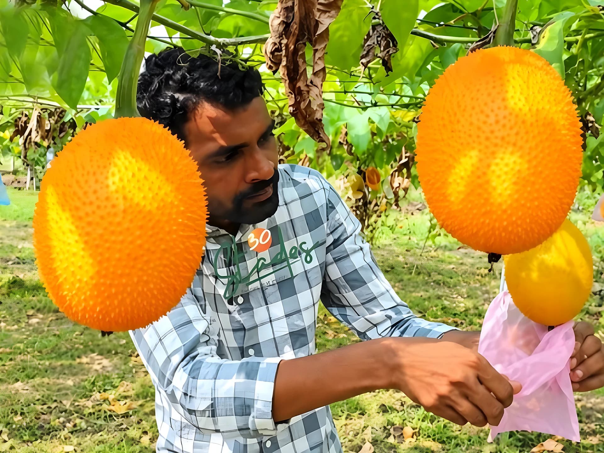 సాఫ్ట్‌వేర్ జాబ్ వదిలి.. గ్యాక్ పండ్ల సాగుతో లక్షల ఆదాయం!