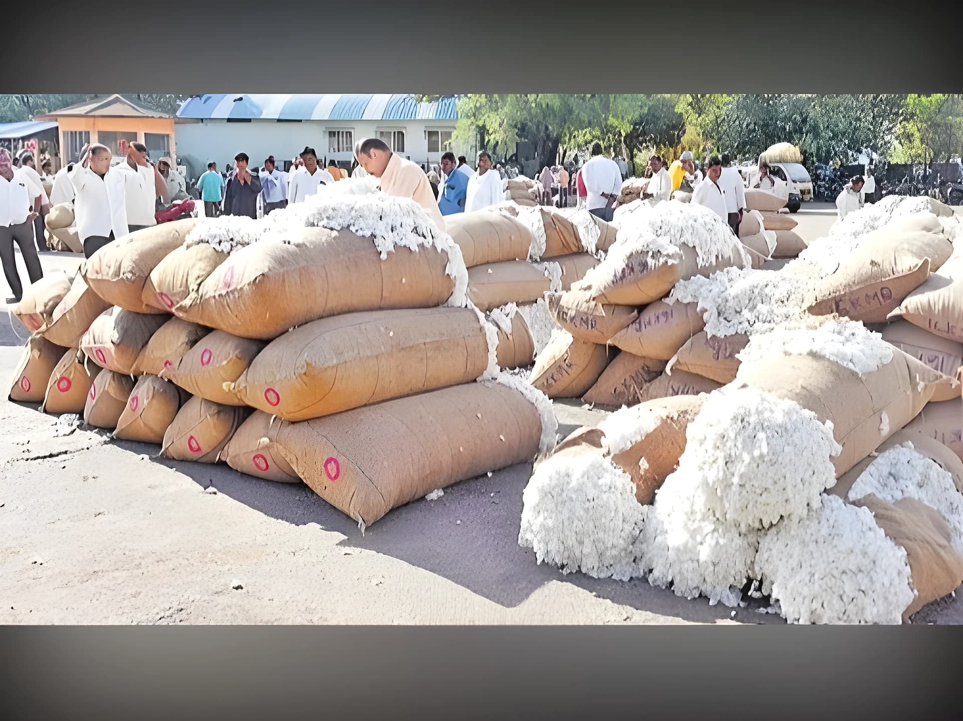 'ఈ నెల 22 నుంచి ఆదిలాబాద్లో పత్తి కొనుగోళ్లు