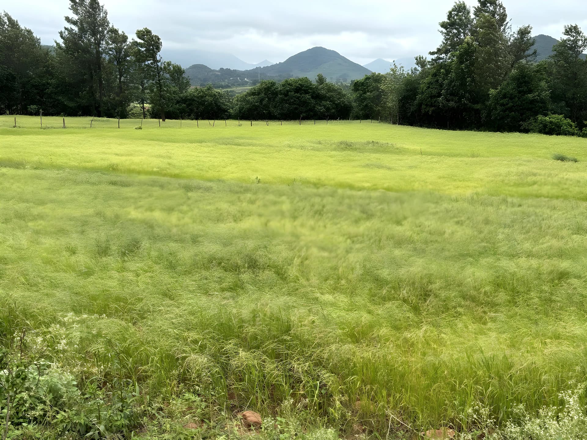 ఆరోగ్యానికి సామ.. సరైన ధర లేదు!