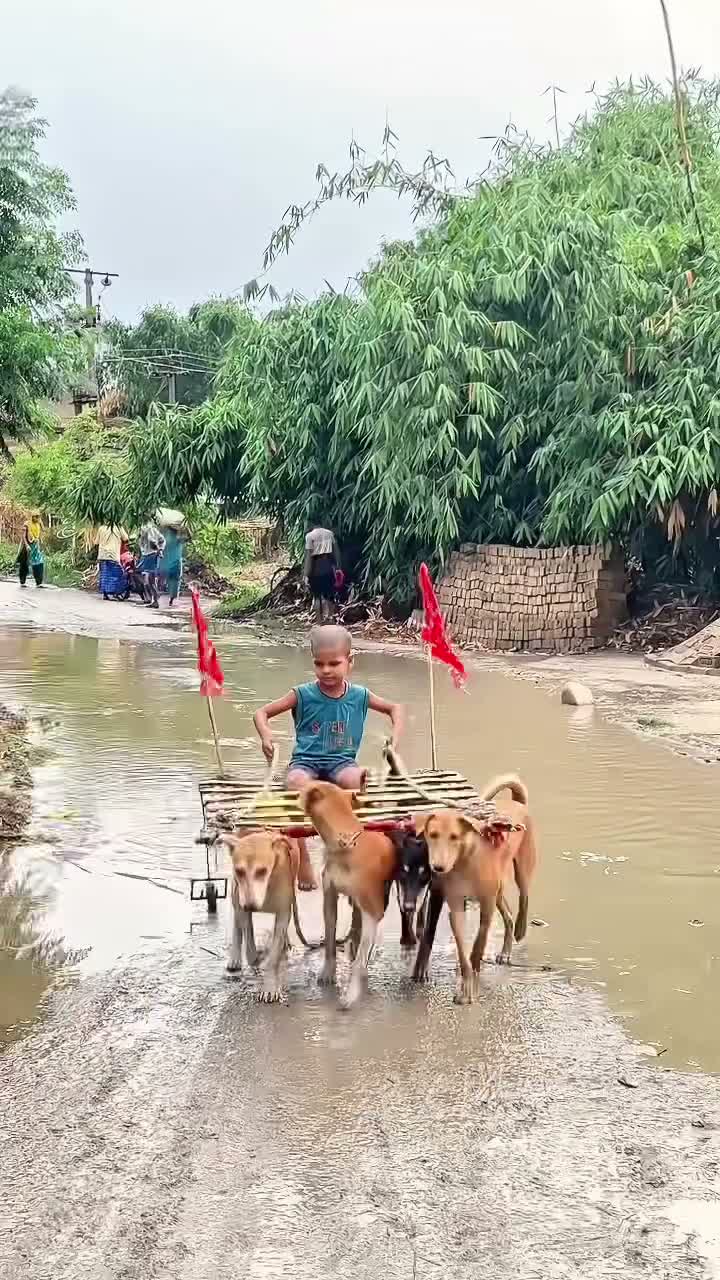 కుక్కల బండి చూశారా ఎప్పుడయినా!!