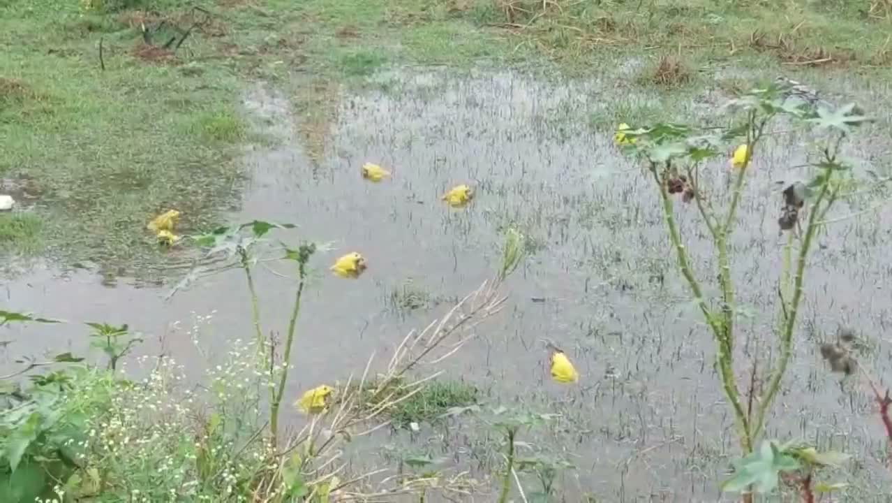 నందిగామలో పసుపు రంగు కప్పల కలకలం!