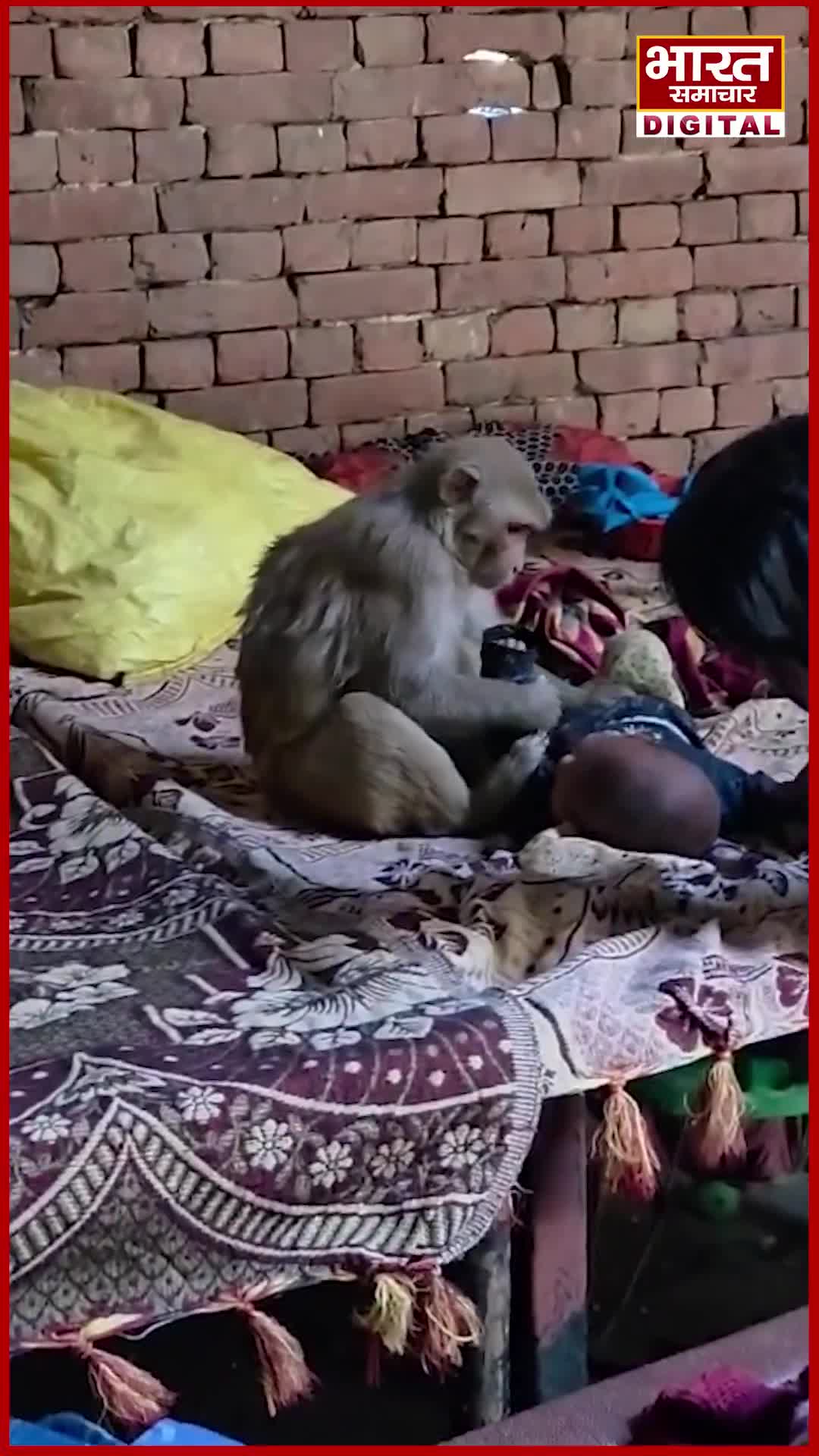 3 నెలల పసికందును బంధించిన కోతి..