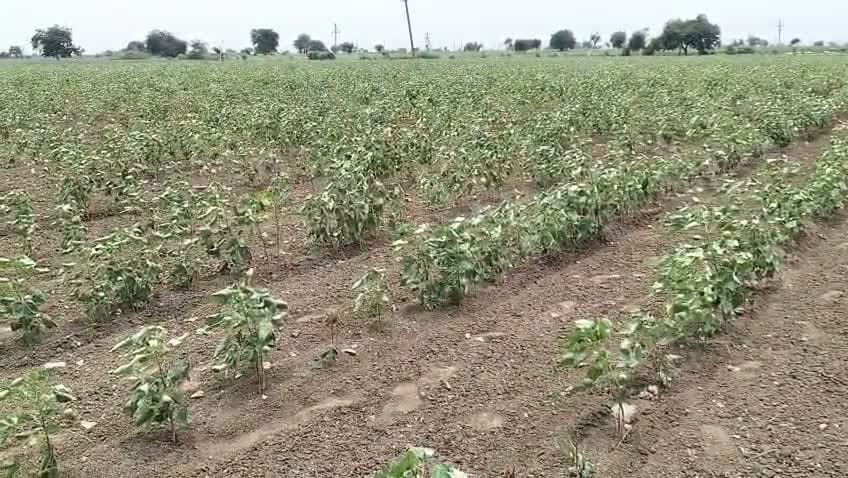 గురజాలలో పత్తి పంటలకు నీటి కష్టం