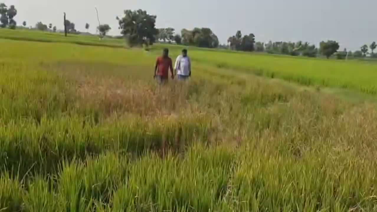 పశువులకు మేతగా మారుతున్న పంటలు