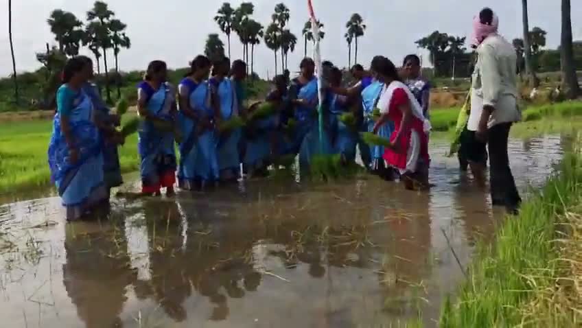 పొలంలో జాతీయ జెండాను ఎగరేసిన కూలీలు