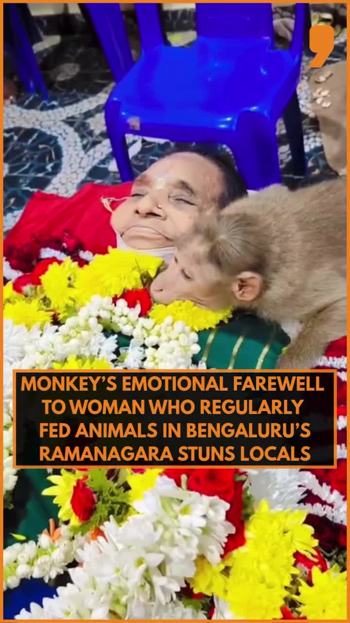 చనిపోయిన వృద్ధురాలికి కోతి భావోద్వేగ వీడ్కోలు..