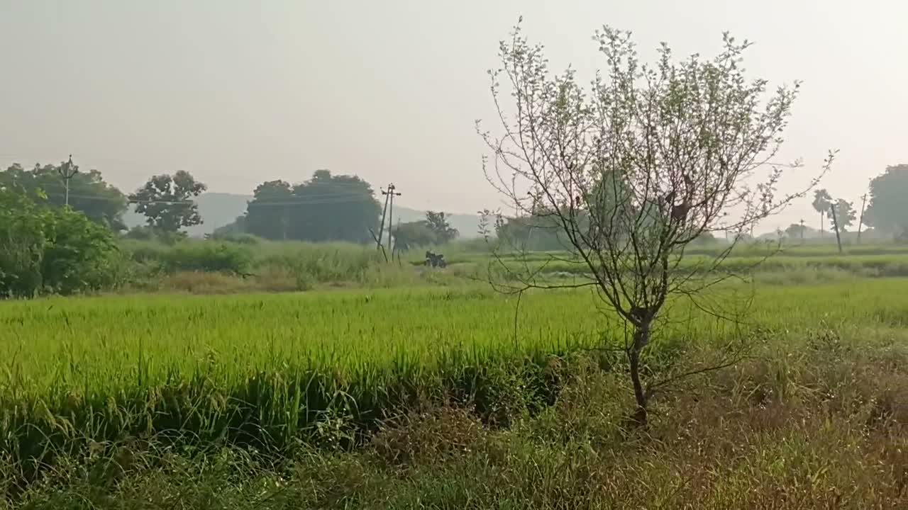 ట్యాంకర్‌తో పొలానికి నీళ్లు