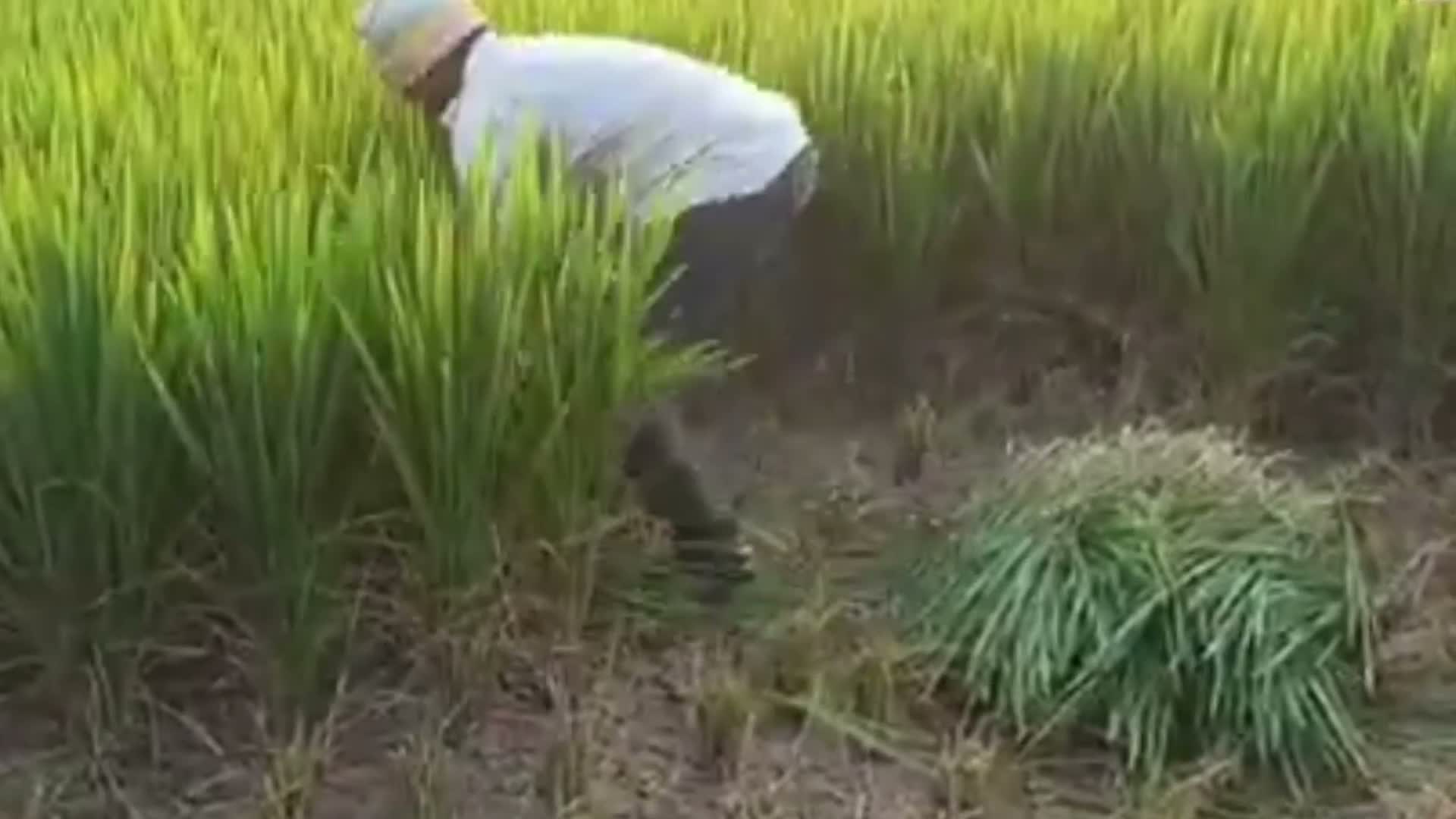 పంట ఎండిపోయి పశువుల మేతగా.. రైతు ఆవేదన