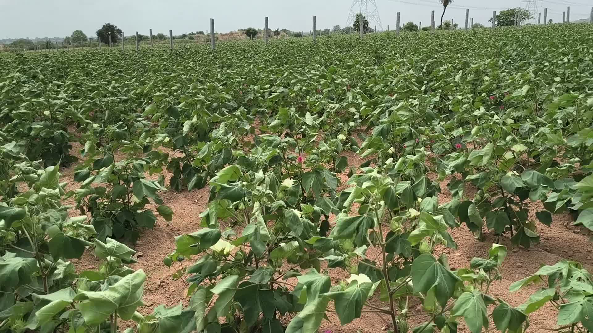 నాగర్ కర్నూల్ జిల్లాలో వర్షాభావ పరిస్థితులు