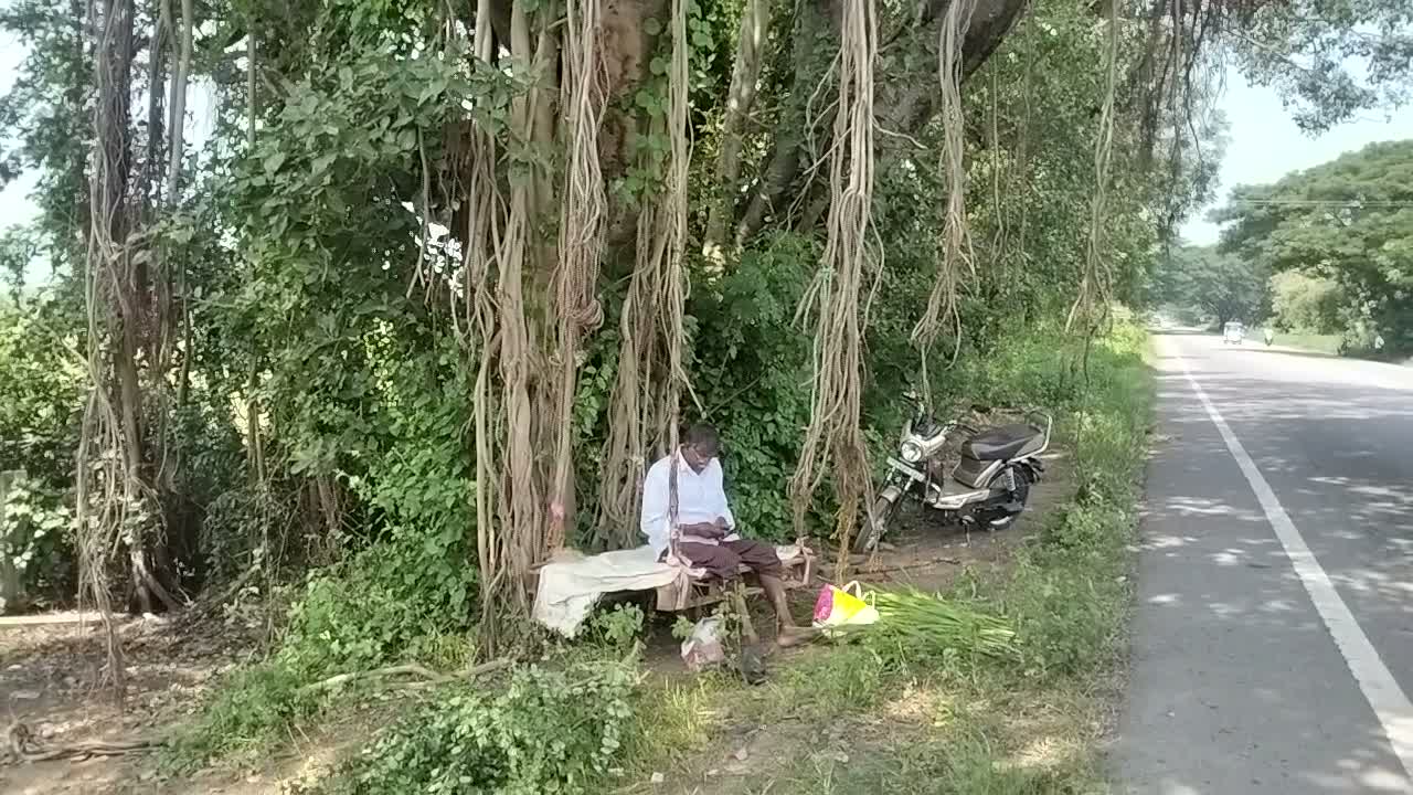 మర్రి ఊడల ఉయ్యాల..పత్తి చేనుకు కావలి!