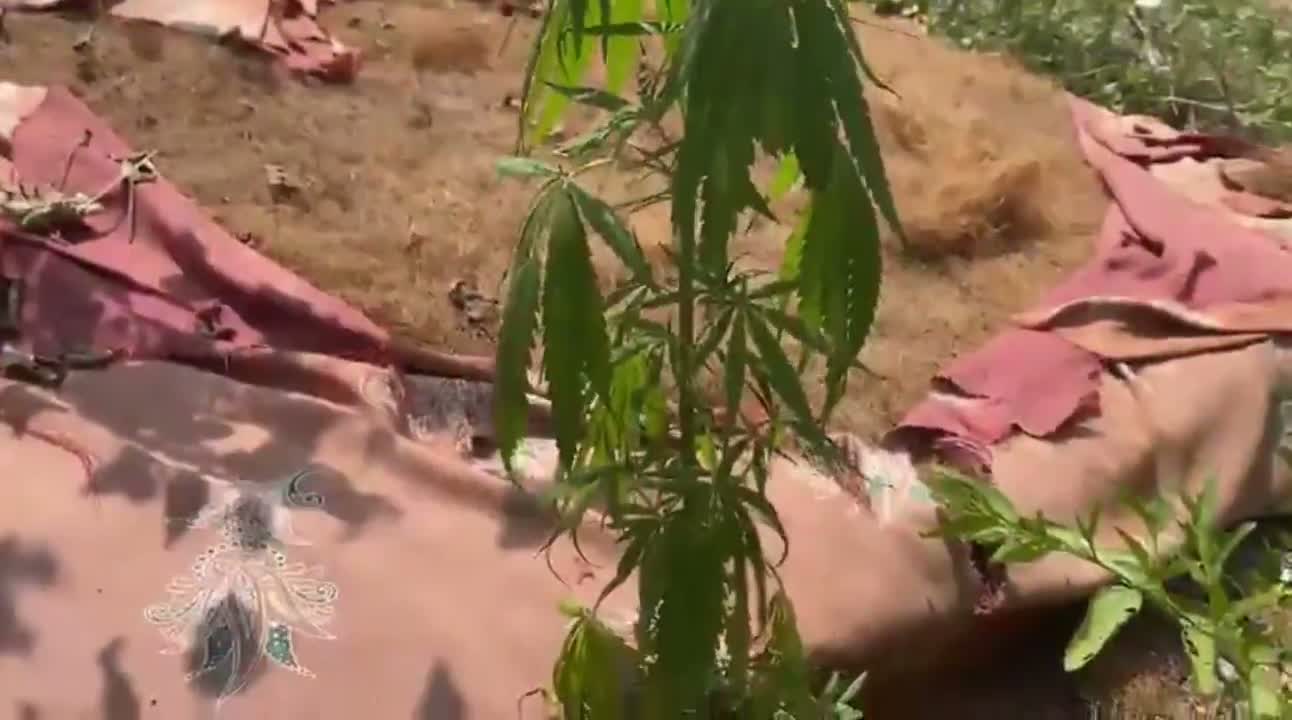 ఓయూలో గంజాయి మొక్క.. కలకలం