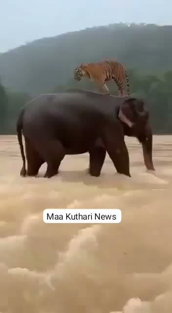 పులిని కాపాడిన ఏనుగు.. వీడియో వైరల్!