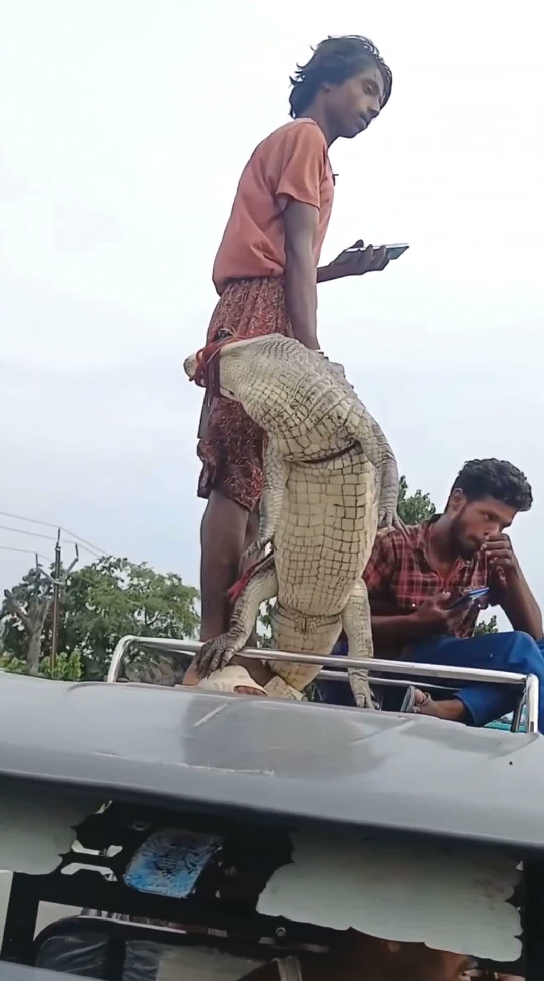 భుజంపై మొసలిని మోసుకొని పోలీస్ స్టేషన్‌కు.. ఆ తరువాత
