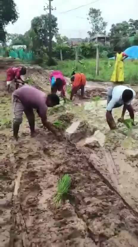 రోడ్డు పైనే వ్యవసాయం!