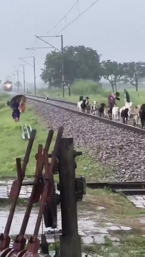 మేకలపై దూసుకెళ్లిన ఎక్స్‌ప్రెస్ రైలు