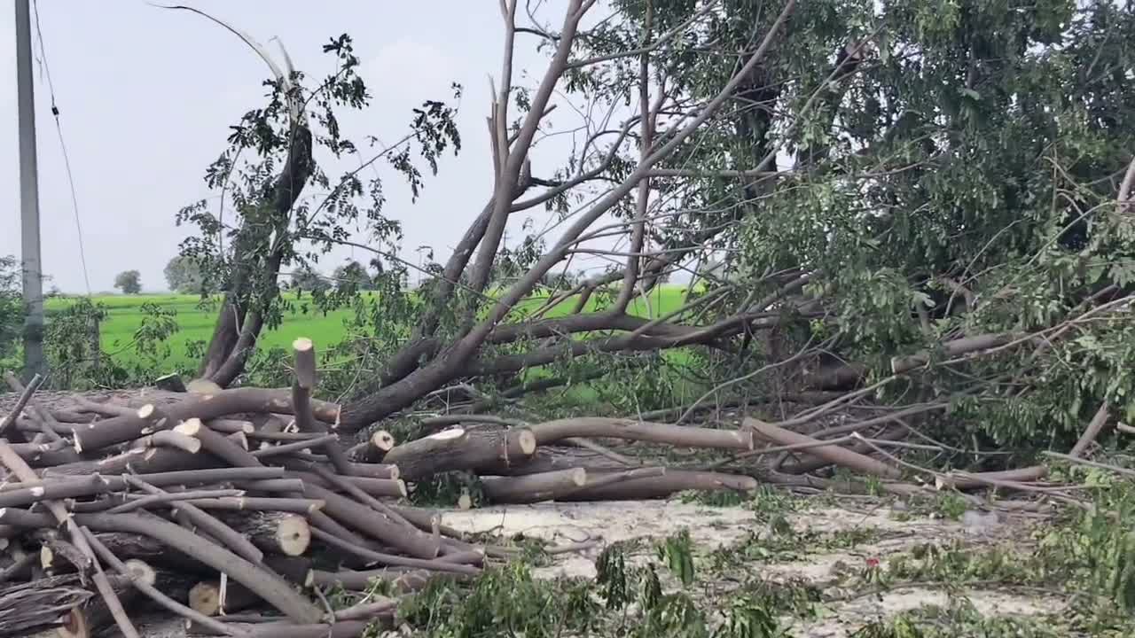 చెట్ల నరికివేత వివాదం