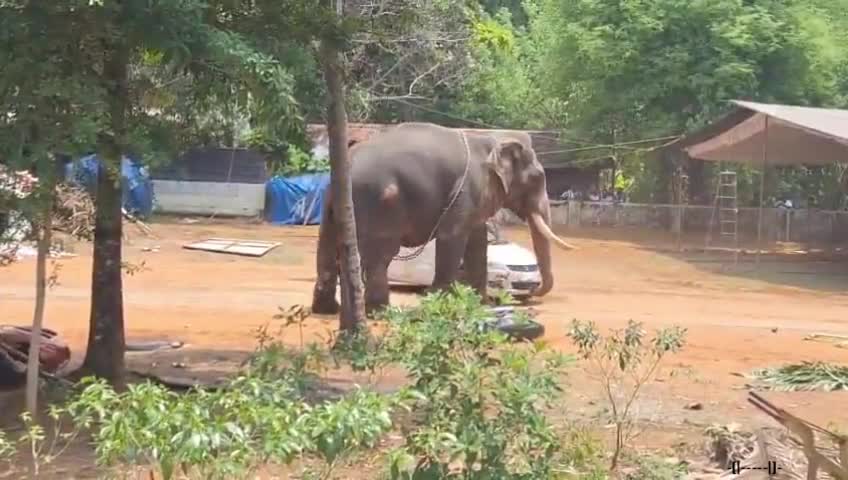 కేరళలో ఏనుగు కారును ఎత్తి పడేసింది.!!