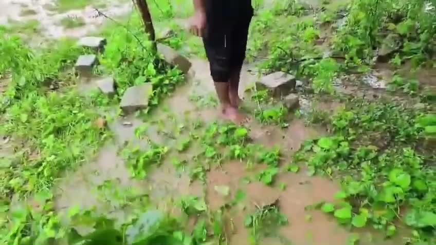 ఈ చేపలు ఆకాశం నుంచి పడ్డాయ!