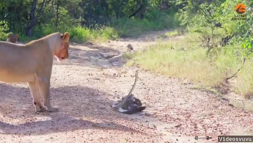 డేగ వర్సెస్ నల్ల త్రాచు - గెలుపెవరిది? వైరల్ వీడియో !