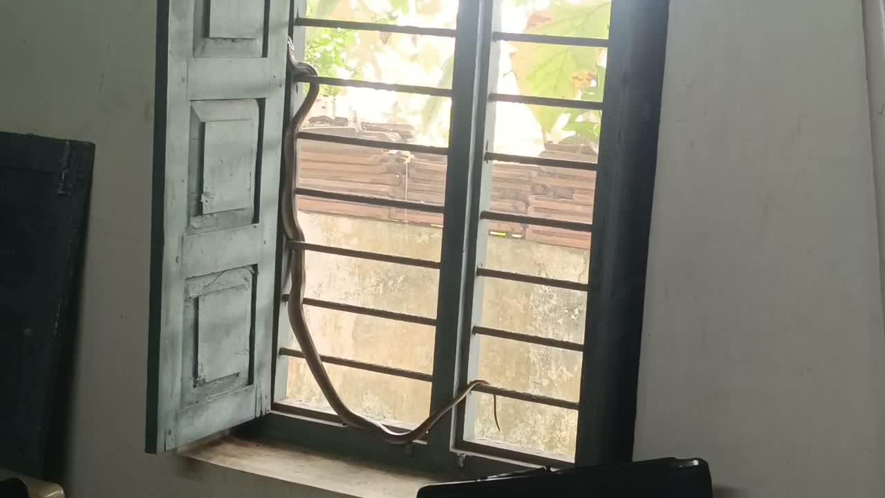 పంచాయతీ కార్యాలయంలోకి తాచుపాము