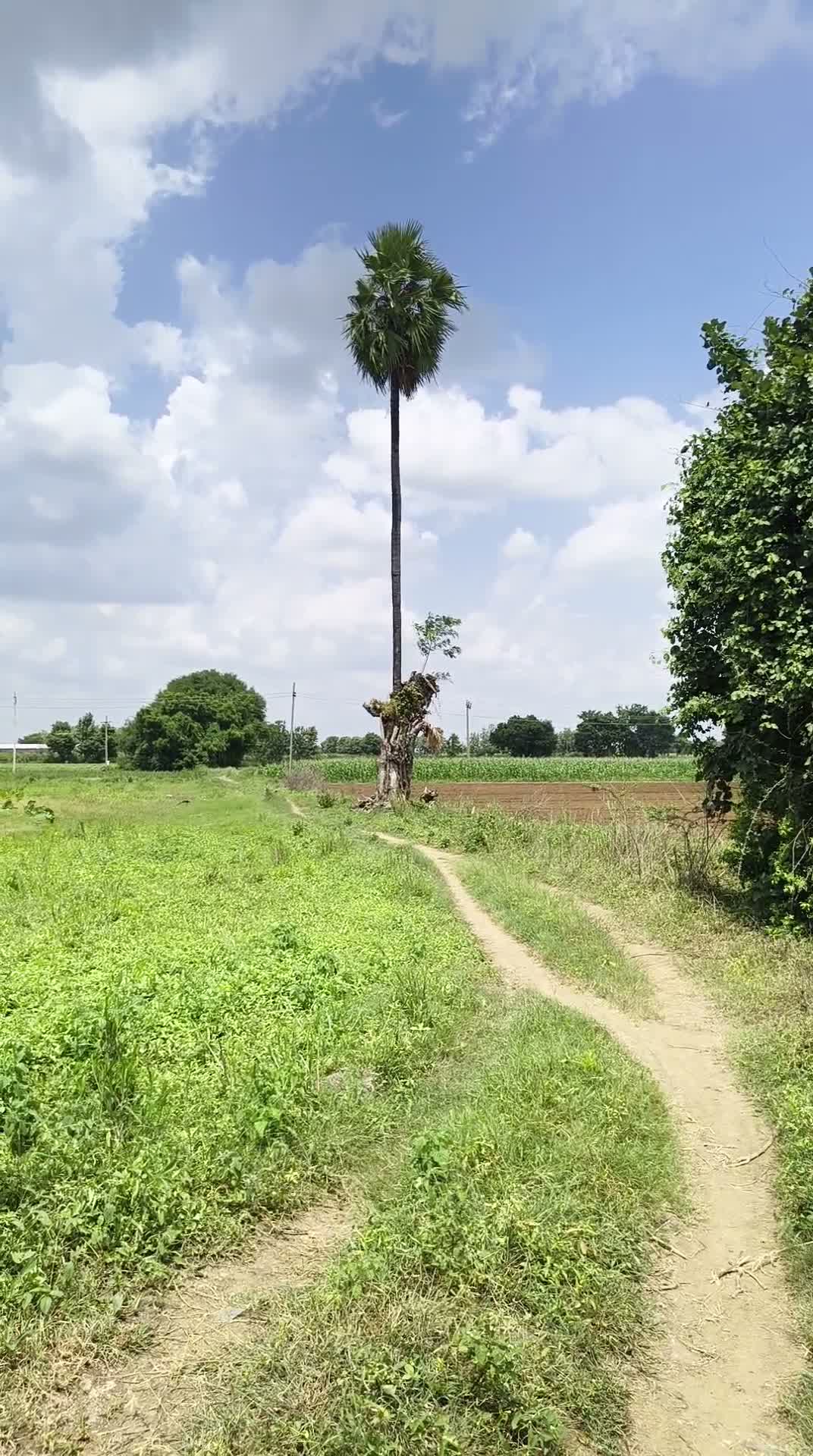 ఎండిన మర్రిచెట్టుపై పచ్చని తాటిచెట్టు