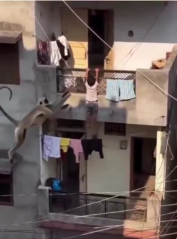చిన్నారిని కాపాడిన కోతి!