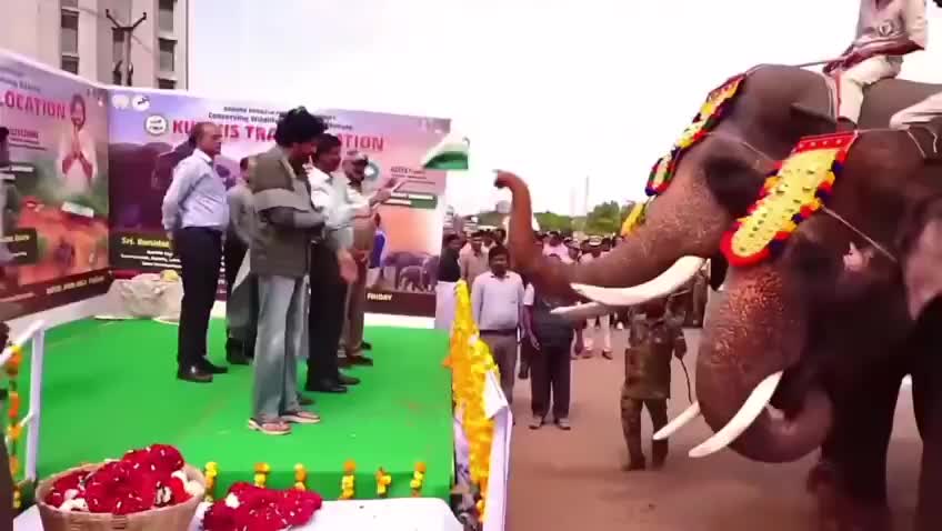 అడవి ఏనుగులను అదుపు చేసేందుకు కుంకీ ఏనుగులు