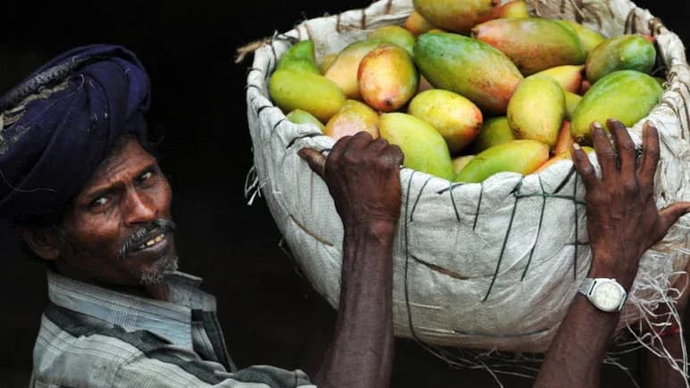 భారత మామిడిపై జపాన్ నిషేధం .. ఎందుకంటే