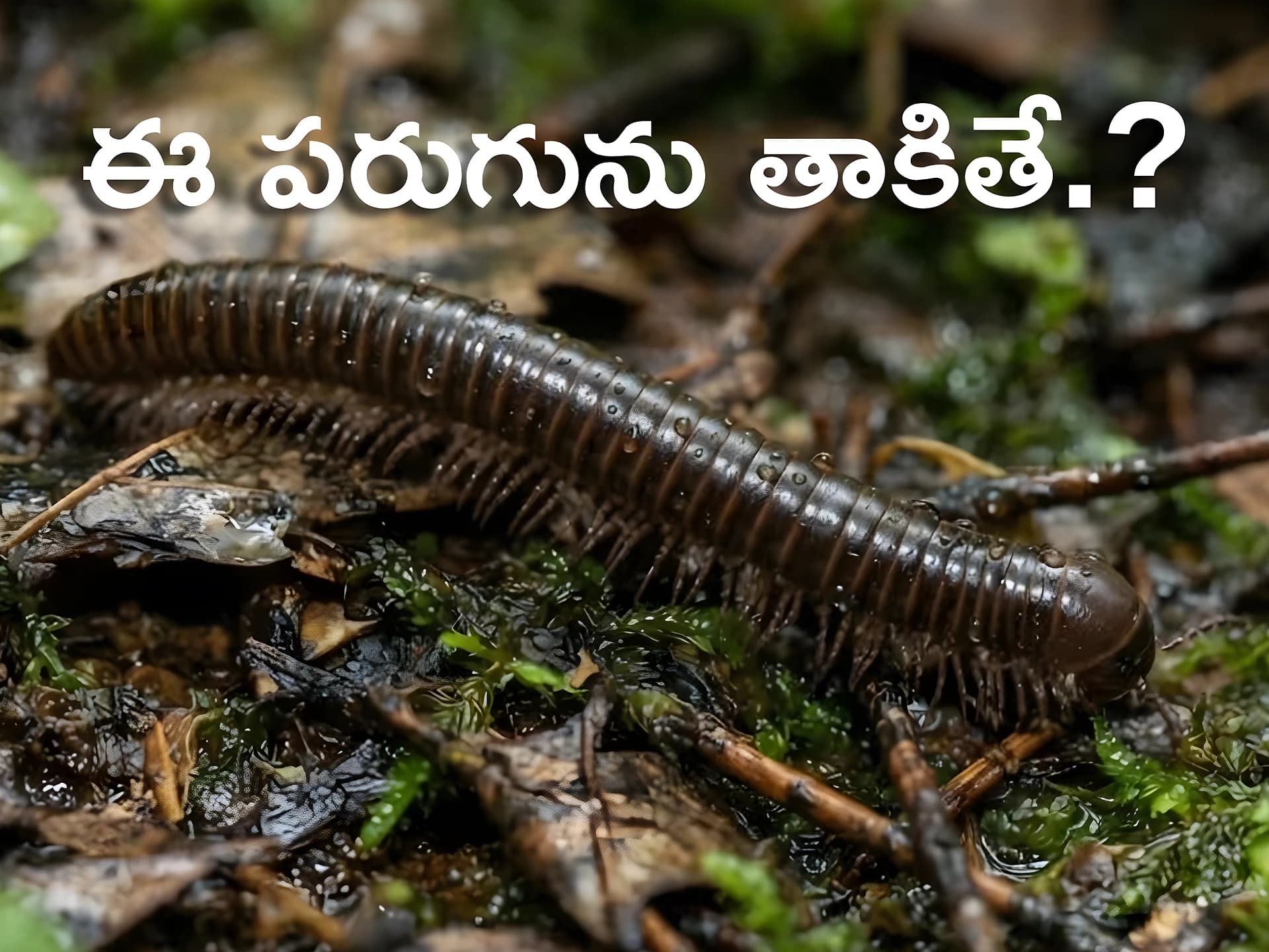 వర్షాకాలంలో కనిపించే ఈ పురుగు గురించి తెలుసా?