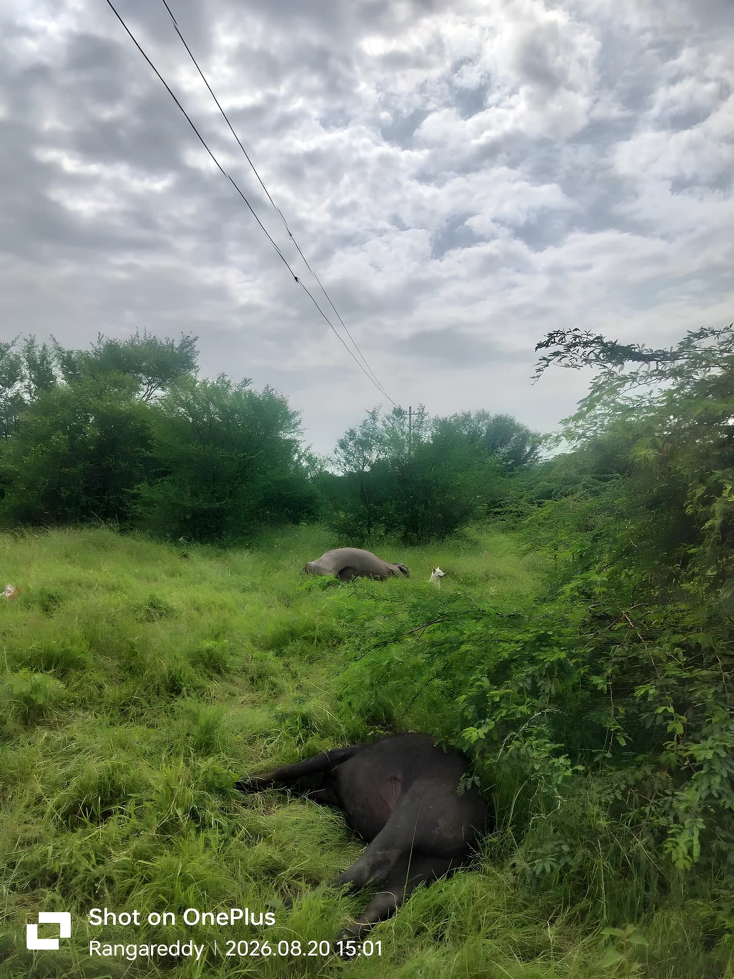 గేదెలను మేపుతుండగా విషాదం