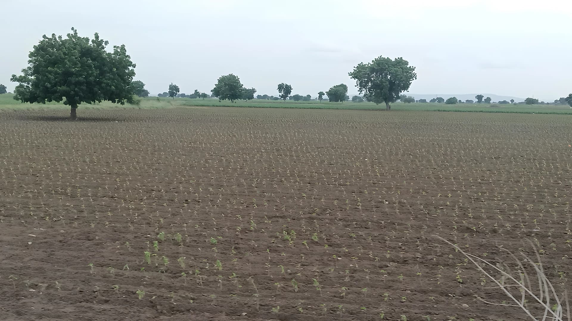 వర్షం లేక.. మిర్చి, పత్తి కళ్లు తేలేస్తున్నాయ్!