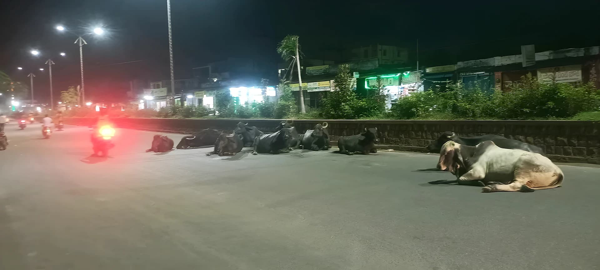 రాత్రి వేళ రోడ్లపై పశువులు.. ప్రమాదాల ముప్పు